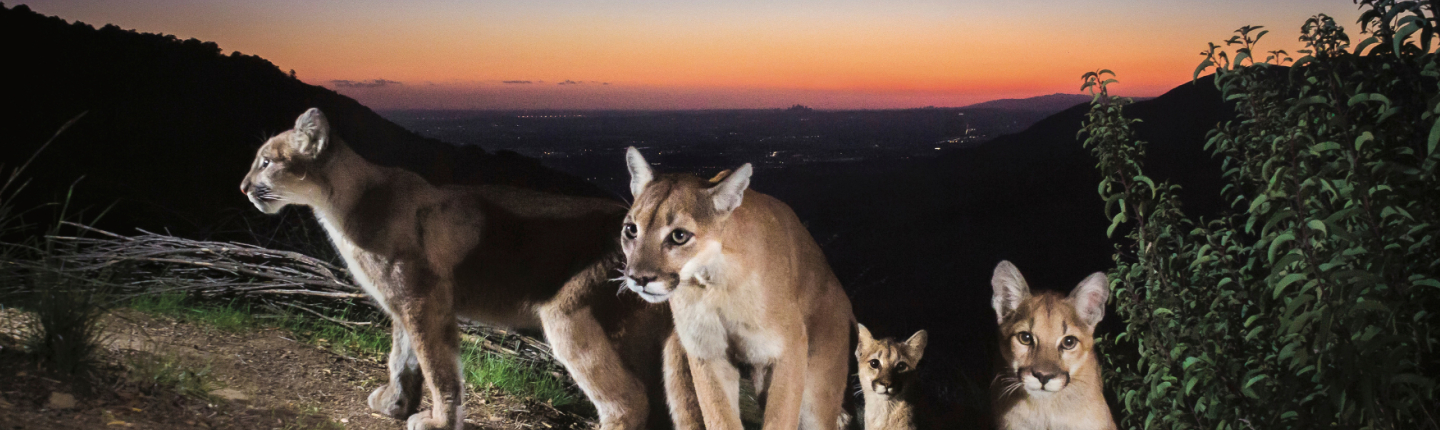 "Mother of Lions," by Robert Martinez