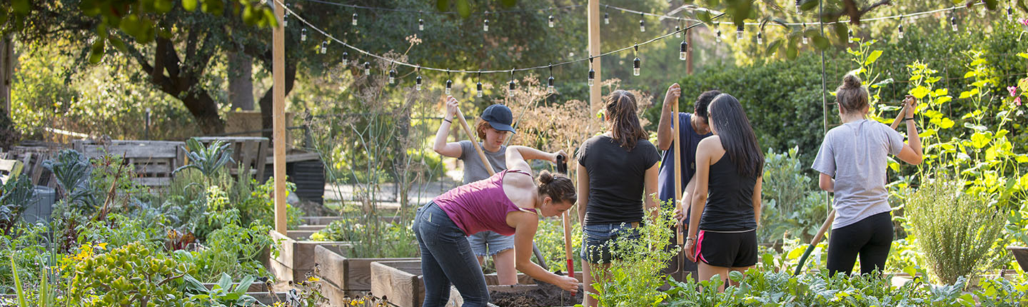 Occidental College students working together hoeing soil in FEAST Garden on campus, a beautiful green, plant-filled setting