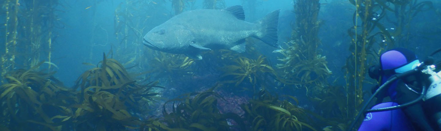 a deep sea diver watching a large fish among kelp and sea plants