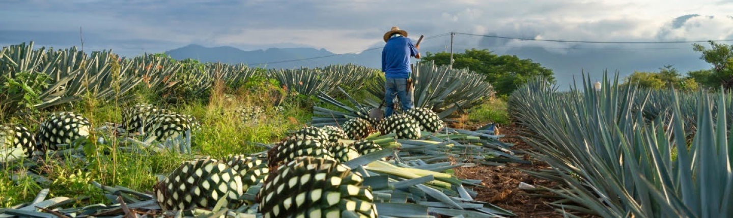 agave-cry