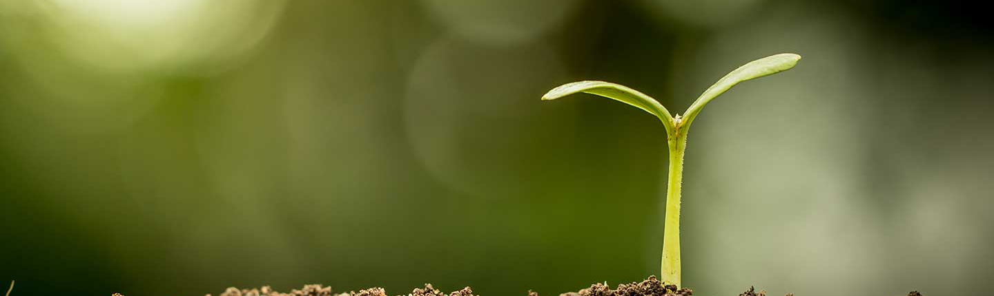 A tiny plant sprouting out of a mound of dirt