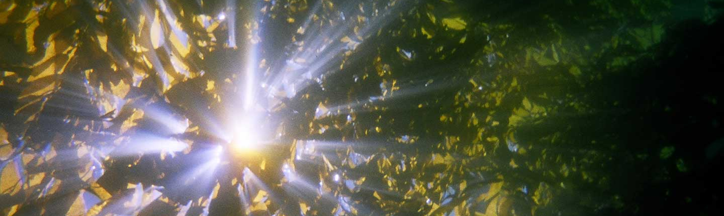sunlight streaming through a dense kelp forest underwater representing the Philosophy department at Occidental College