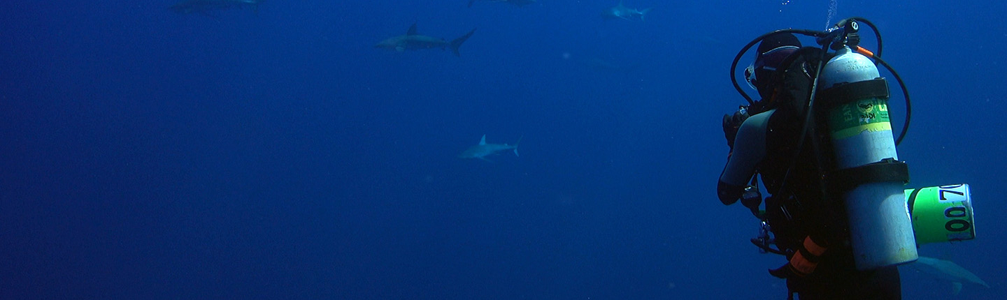 Morgan Winston '14 scuba diving with sharks