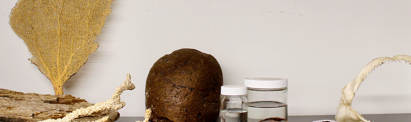 biodiversity collections specimens