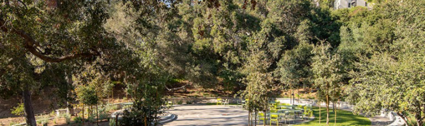 Sycamore Glen