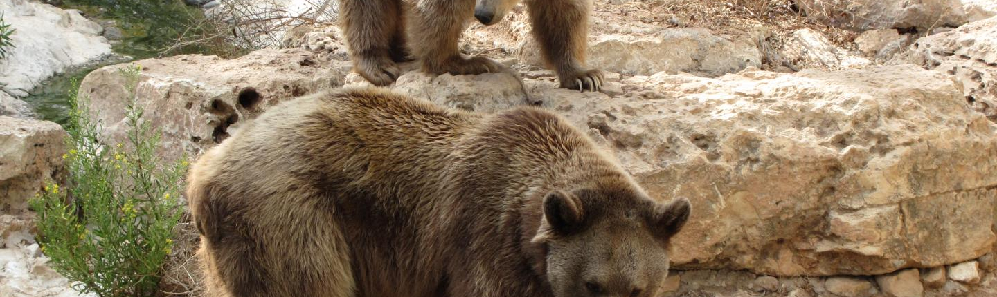 Two bears in a river