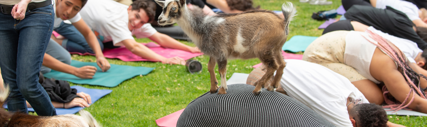 Goat Yoga on the Occidental campus