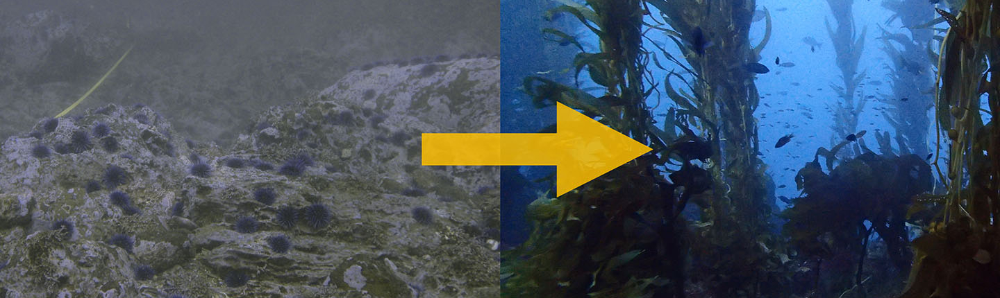 New Occidental study provides new hope for kelp beds devastated by sea urchins