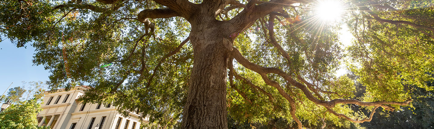 Oxy oak trees