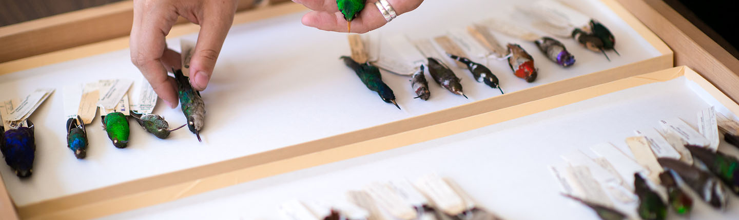 bird specimens in the Moore Lab of Zoology