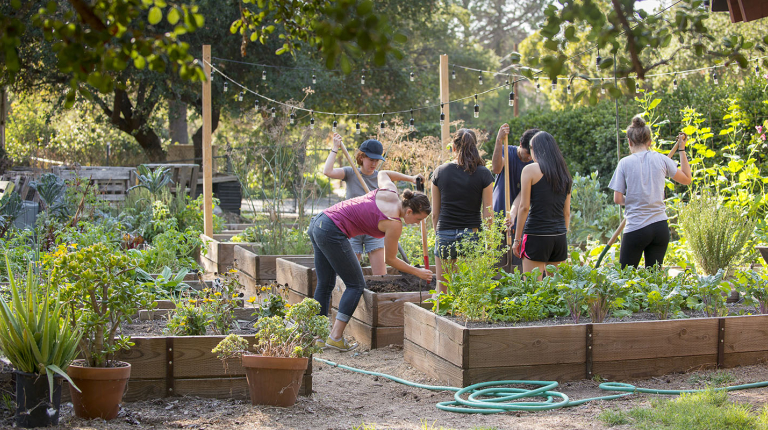 Occidental College students working together hoeing soil in FEAST Garden on campus, a beautiful green, plant-filled setting
