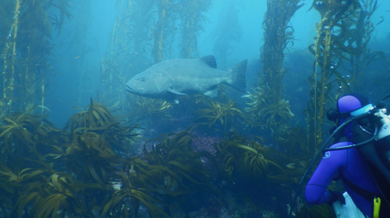 a deep sea diver watching a large fish among kelp and sea plants