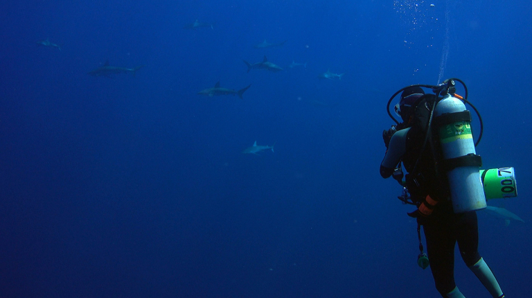 Morgan Winston '14 scuba diving with sharks