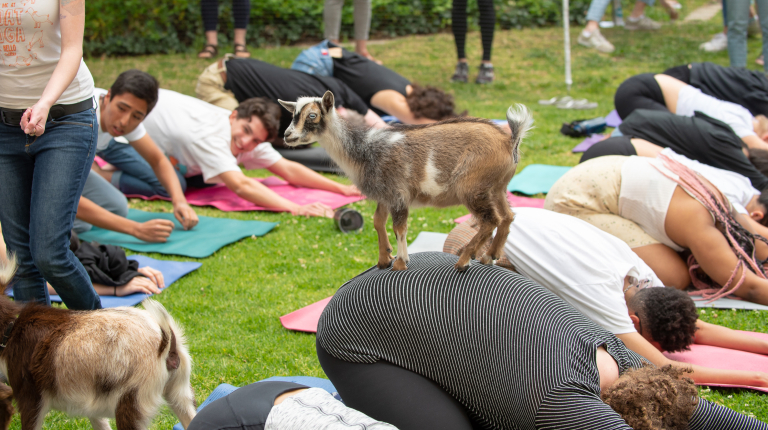 Goat Yoga on the Occidental campus