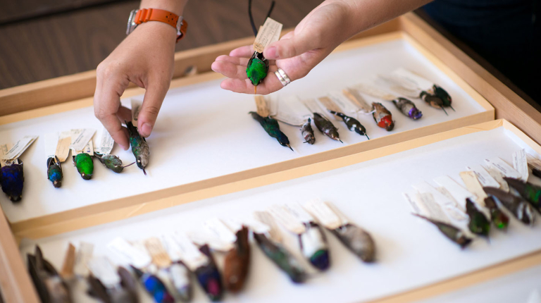bird specimens in the Moore Lab of Zoology