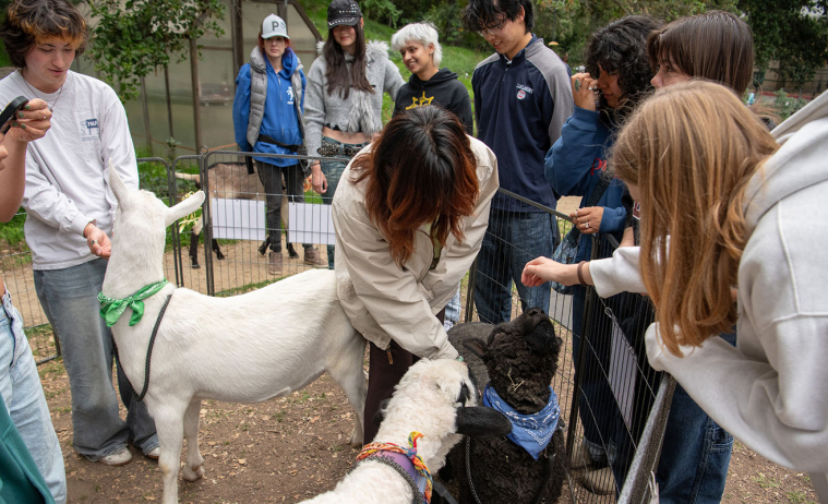 Occidental College students in FEAST garden on campus, petting goats at an event