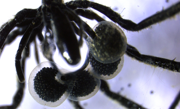 A close-up image of a male sea spider carrying 4-5 egg sacs with hundreds of eggs inside