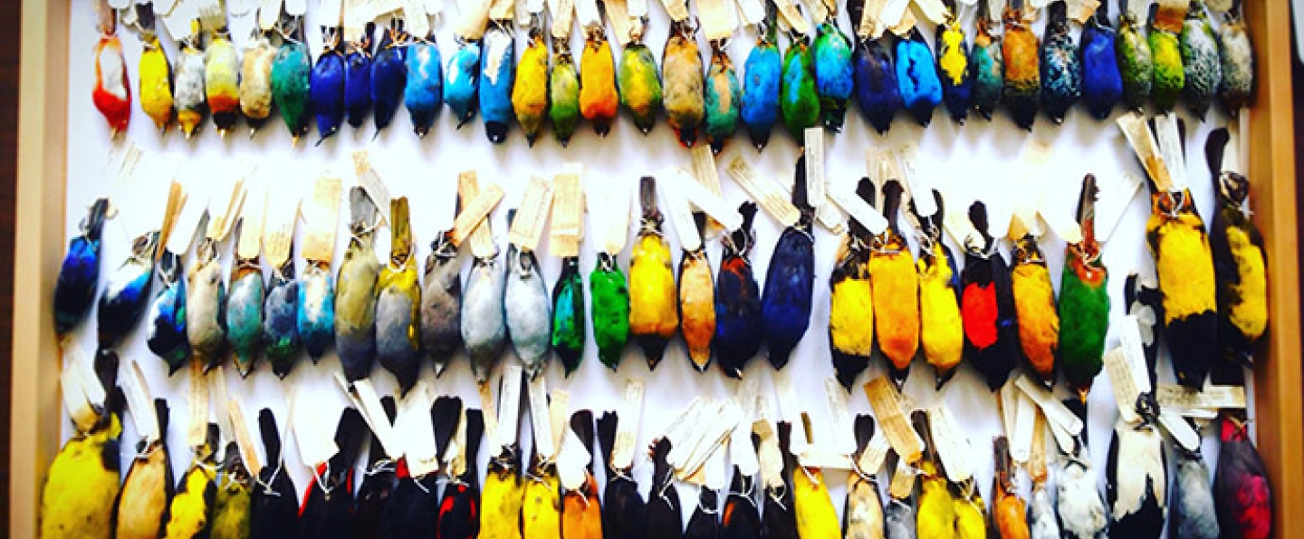 Moore Lab bird specimens