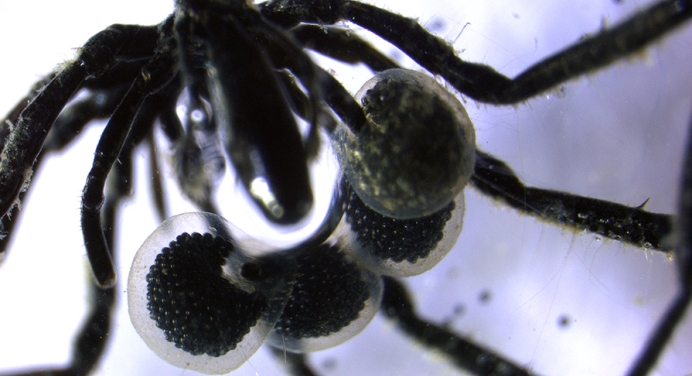 A close-up image of a male sea spider carrying 4-5 egg sacs with hundreds of eggs inside