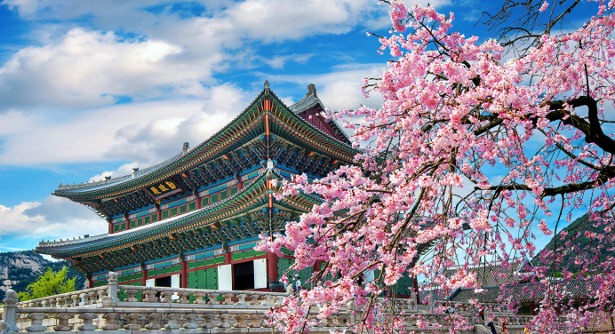 Cherry blossoms in spring near a traditional building in Seoul, South Korea