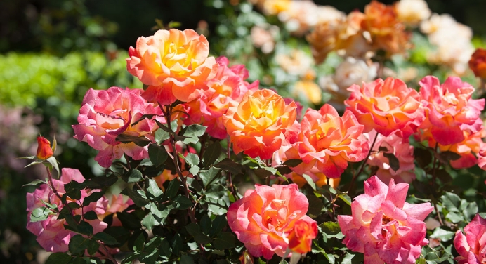 Roses