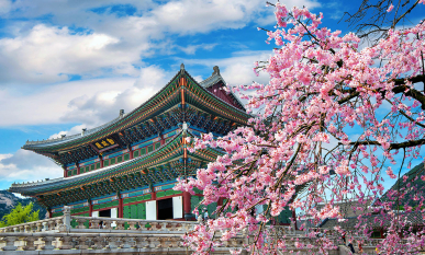 Cherry blossoms in spring near a traditional building in Seoul, South Korea