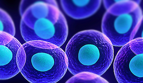 microscopic purple cells with bright blue nuclei