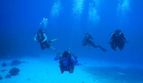 divers underwater looking at sea life