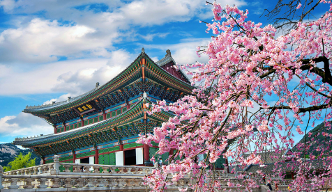 Cherry blossoms in spring near a traditional building in Seoul, South Korea