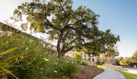 Campus view with tree