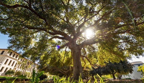 sunshine streaming through a giant oak tree on the Occidental College campus