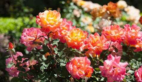 Roses