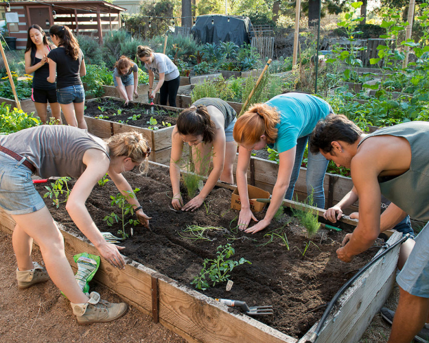Occidental College students working in a raised bed in the FEAST Organic Garden