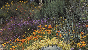 California native plants