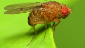 Drosophila on plant