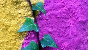 an invy leaf growing across a spraypainted wall