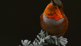 A photo of an Allen's Hummingbird at night