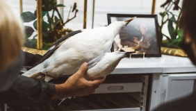 Tour guide holding whole bird study skin specimens.