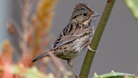 A Lincoln's Sparrow perched on a plant