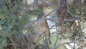 Photo of a Hutton's Vireo seen on Occidental College's campus grounds