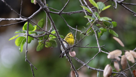 A photo of a migratory Townsend's Warbler perched on an oak tree