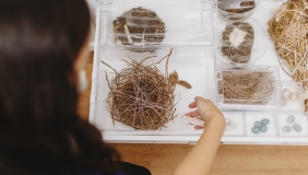 An image of nest and egg specimens