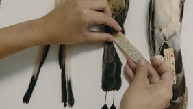 A guide holding a specimen tag of a whole bird study skin.