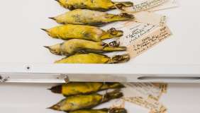 A photo of Yellow and Mangrove Yellow Warbler study skin specimens