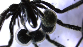 A close-up image of a male sea spider carrying 4-5 egg sacs with hundreds of eggs inside