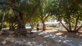 Olive Grove