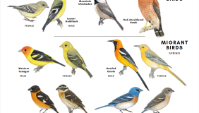 Bird guide