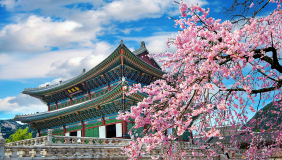Cherry blossoms in spring near a traditional building in Seoul, South Korea