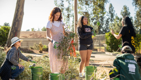 Four Occidental College students and staffers harvesting olives from trees on campus.