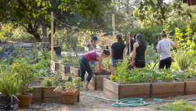 Occidental College students working together hoeing soil in FEAST Garden on campus, a beautiful green, plant-filled setting